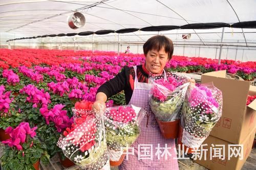 迎春鮮花市場(chǎng)俏銷，家具市場(chǎng)借勢(shì)回暖