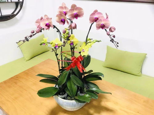 和潤農(nóng)業(yè)精品花卉火熱出售中，打造您的專屬花園